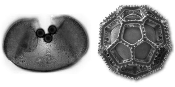 Sporen und Pollen (Palynologie)