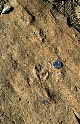 Imprints of Theropod, Karoo Basin South Africa