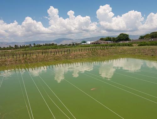 Fish farm at the USAID funded Sustainable Rural Development Center in Bas Boan (Haiti)