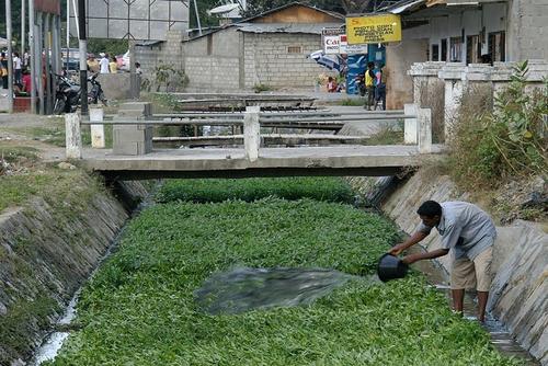 Water spinach cultivation in a drainage ditch (Dili)