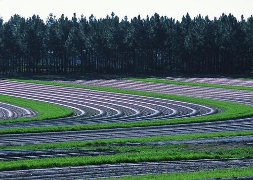 Contour farming with grass field strips