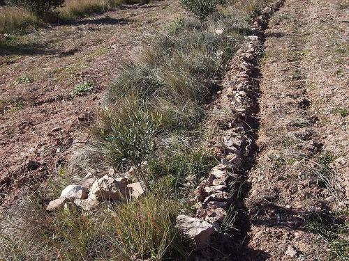 Stone countur line (cf. contour bunding) in young olive trees to catch more rain water and reduce soil erosion, Catalonia