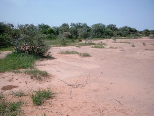 Vegetation band with tiger bush near Zamarkoye (Burkina Faso)