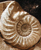 Institute of Geological Sciences
