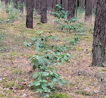 Young oak seedlings growing in a row on a mossy forest floor under tall pine trees (photo: Marion Stellmes).