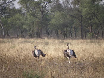 Suris (Rhea pennata) in Copo National Park, Argentina