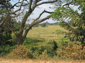Paddy fields in the floodplain of the Malwathu Oya
