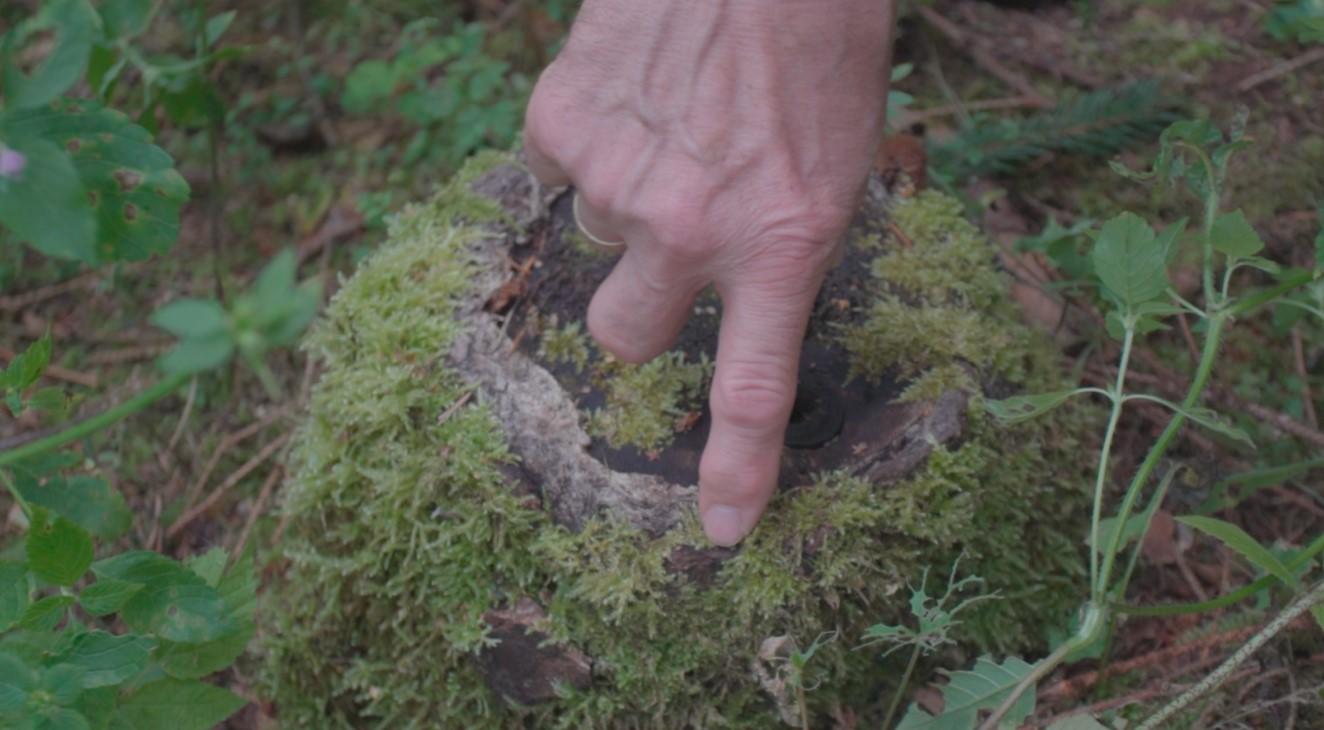 A still from the forest project video. Source: Alice Appel-Rorke, Elena Bettenhäuser 2024.