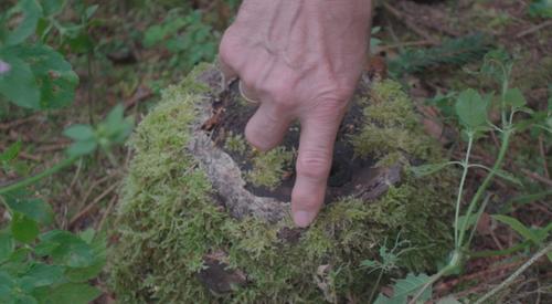 A still from the forest project video. Source: Alice Appel-Rorke, Elena Bettenhäuser 2024.