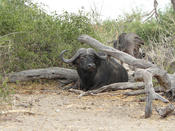 Chobe Nationalpark