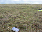 typische Vegetationsaufnahmeflaeche in der Tundra