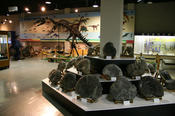 ammonite collection of the Mikasa Museum