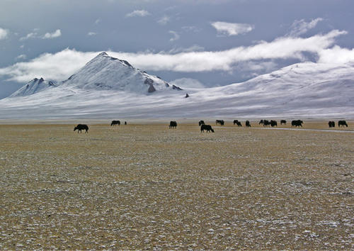 November: © Frank Riedel - In fast 5000 m Höhe, auf dem Tibetplateau, beginnt der Winter schon im September. Schon bald werden die Weidegründe der Yaks mit Schnee bedeckt sein.