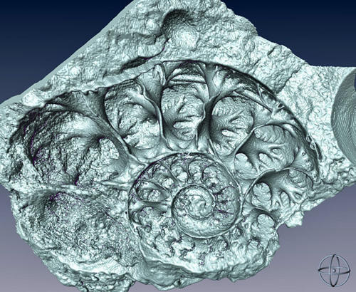April: © René Hoffmann - Digitale Rekonstruktion eines im Computer-Tomographen gescannten Ammoniten (Gaudryceras sp.) aus der oberen Kreide von Kamchatka (leg. Dr. Yasunari Shigeta, Tokio).