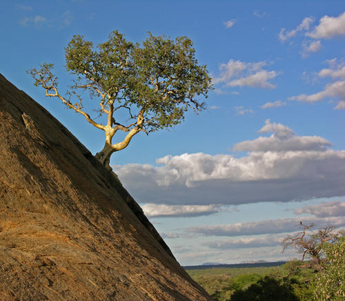 Juni © Frank Riedel - Das Leben ist nicht aufzuhalten - Feigenbaum  auf Granit-Monolith, Limpopo-Provinz, Südafrika