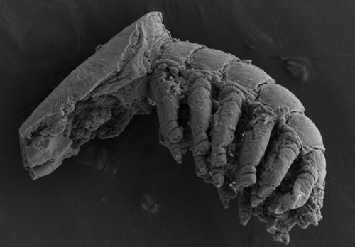 Mai © Jan Evers - Vorläufer der heutigen Ruderfußkrebse (ca. 500 Mio. Jahre alt), Untergruppe der kleinen Krebse. 6 Paar Schwimmbeine, gute Erhaltung durch einen hauchdünnen Phosphatüberzug. Länge: ca. 0,3 mm