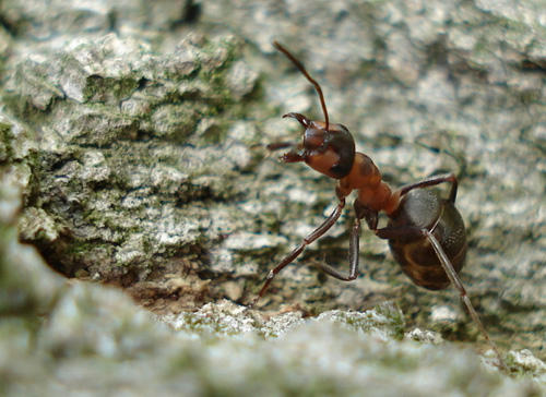 Januar © Andreas Plank - Ameisen sind eine Familie der Insekten innerhalb der Ordnung der Hautflügler (Hymenoptera, Apocrita). Die ältesten fossilen Funde stammen aus der Kreidezeit und werden auf ein Alter von 100 Mio Jahren datiert.