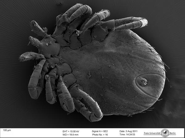 August © Jan Evers - Die Zecken (Ixodida) sind eine Ordnung innerhalb der Milben (Acari) mit lederartig dehnbarer Haut und gehören zur Klasse der Spinnentiere.