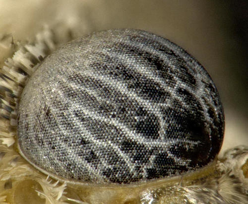 April © Jan Evers - Das Auge einer Nessel-Schnabeleule, ein Nachtfalter, der aber auch tagsüber unterwegs ist. Sie und ihre Raupen sind hauptsächlich auf Brennesseln anzutreffen, da diese die Futterpflanzen der Raupen sind.