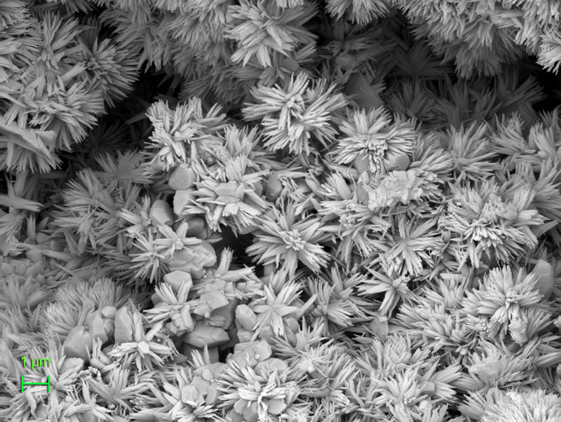 Januar © Philipp Timm - REM-Aufnahme von Strukturen die Eiskristallen bzw. Blumen ähneln.
