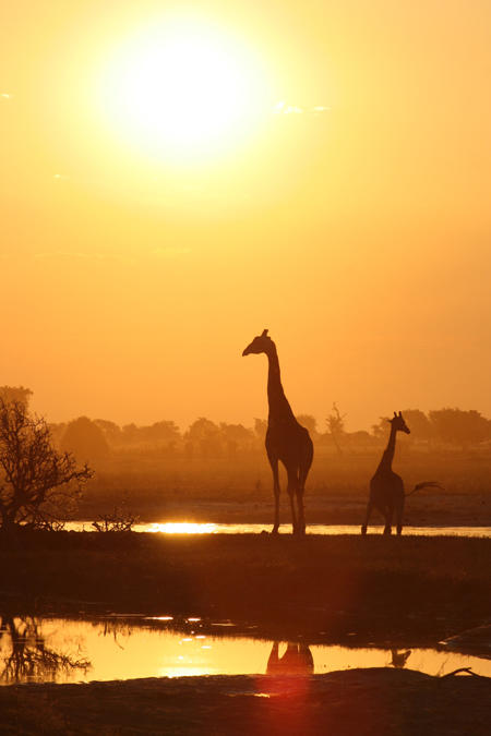 November © Franziska Slotta - Giraffen im Gegenlicht - Botswana
