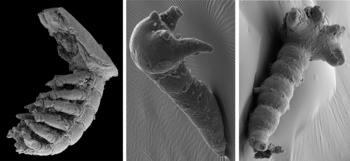 SEM Fotos der Tremadocischen Orsten-Fauna aus Öland (von Dietmar Andres, unpublished; FU Berlin, Paläontologie).