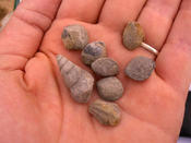Merl Member Gastropode Auster Brachiopode