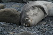 Weddell seal resting on a rock
