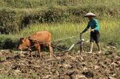 Farmer in South China