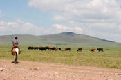 Passing a herd while riding to the outcrop