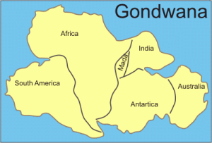 Assemblage of continents, which constitute Gondwana