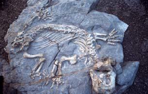 Permian vertebrate fossil of the Karoo Basin, South Africa.