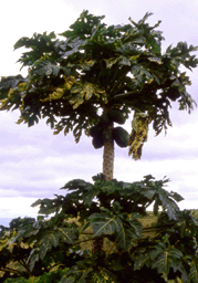 An avocado tree - part of the biosphere