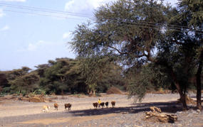 Wadi in semi-arid area in northern Kenia