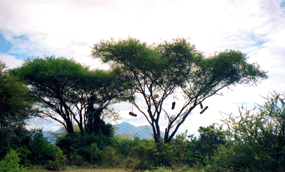 Beekeeping in the Kileo Forest Management Reserve in Tanzania