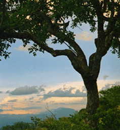 Vegetation in Tansania