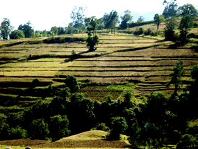 Terraces constructed in agricultural used land in the Gina River catchment