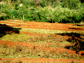 Recently constructed terraces in the Gina River catchment