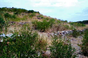 Reforestation area in the nw-escarpment of the Watershed of Meskebete dam; new terraces bordered by trenches support reforestation