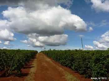 Coffee plantation