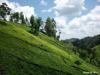 Tea plantation