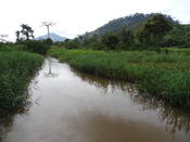 The Upper Mefou at Nkolbisson