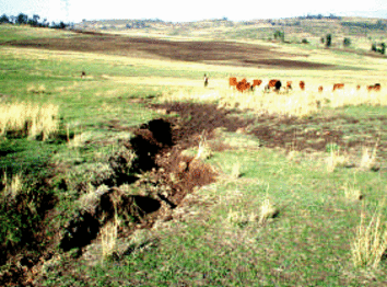 Gully developed in the collovial zone of the watershed of Beriti dam, Ethiopia