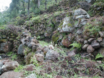 Constructed terraces of the Dorze people in South Ethiopia