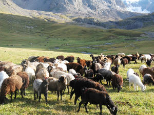 (Over)grazing in teh Ükök river catchment in Kyryzstan