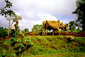 Contour ploughing in the Gina River catchment