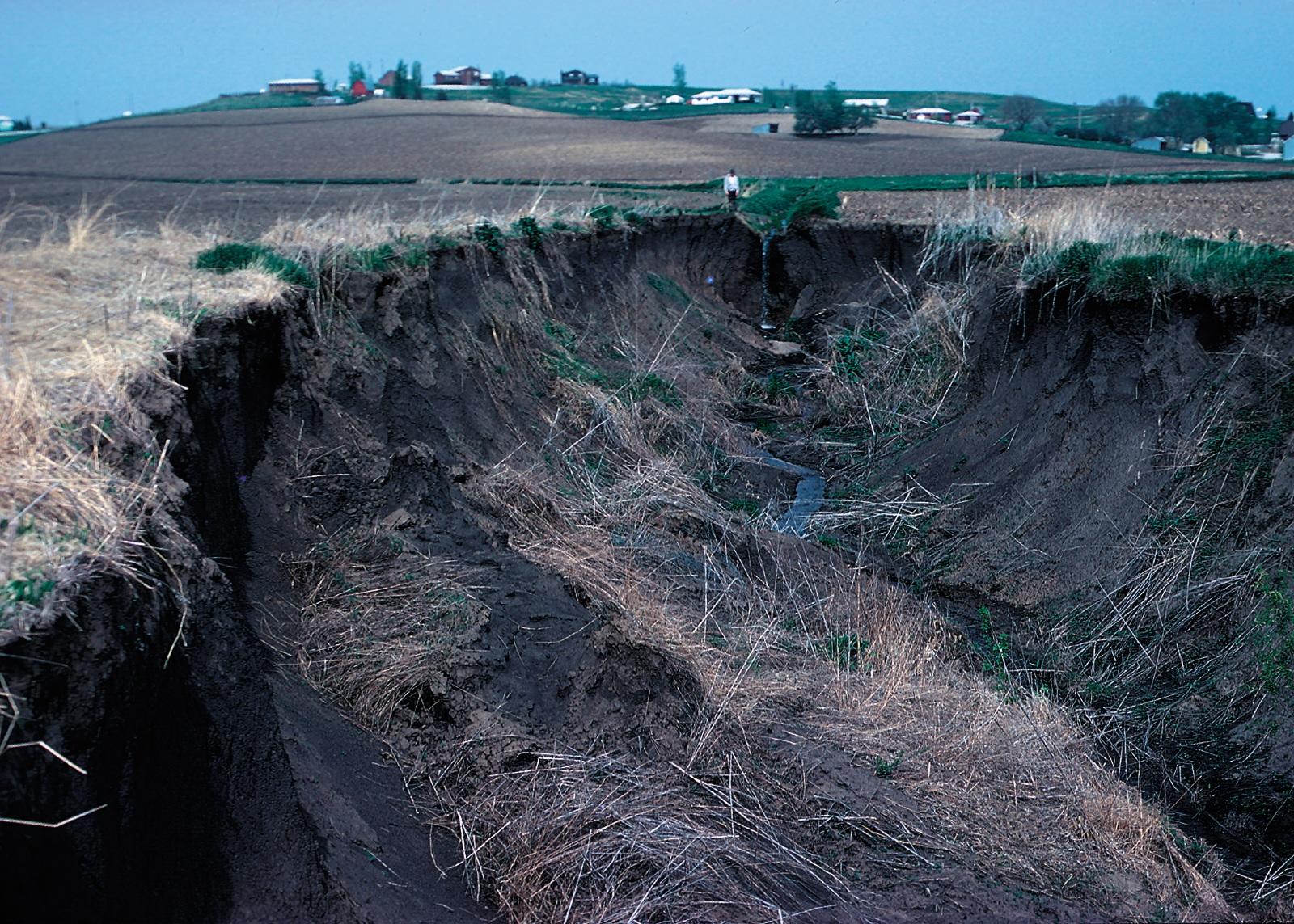 Gully erosion in western Iowa, USA.