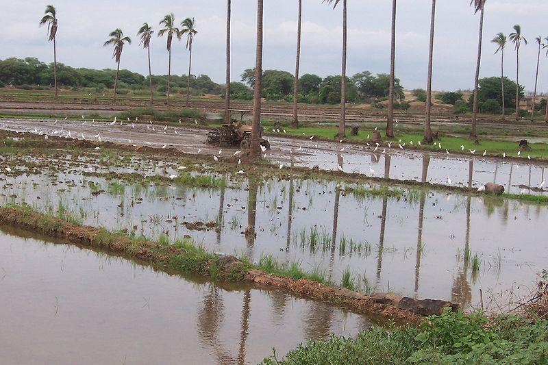 Border irrigation