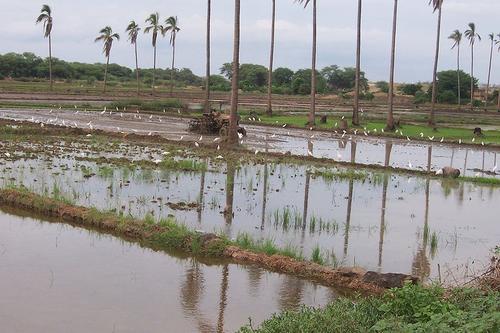 Border irrigation