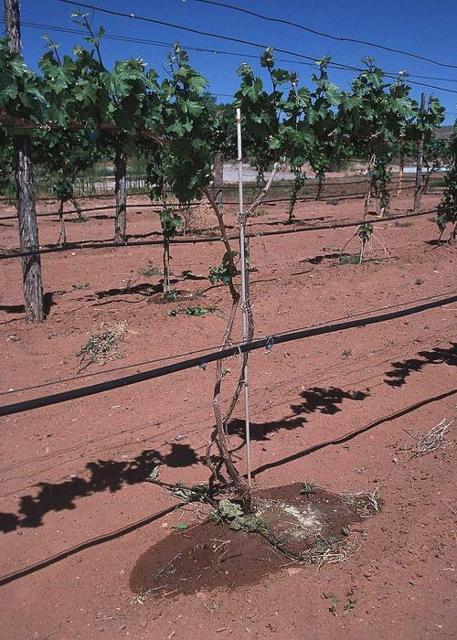 Drip irrigation used on vineyards